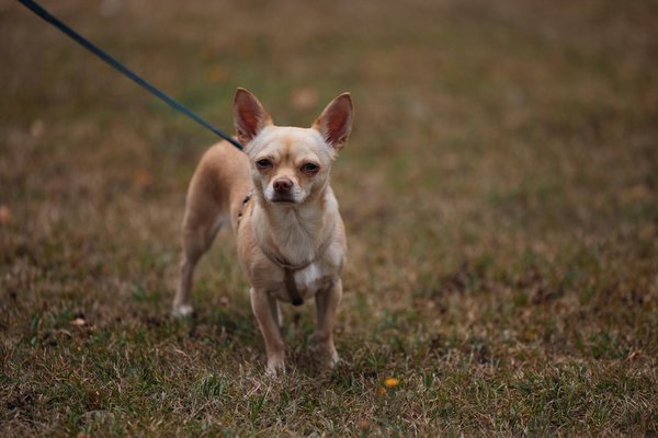 Hoe kun je je huisdier helpen bij gedragsproblemen?